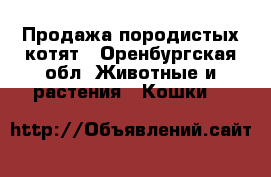 Продажа породистых котят - Оренбургская обл. Животные и растения » Кошки   